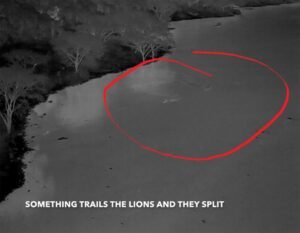 Scientists Capture Lions’ Record-Breaking Swim in Crocodile-Infested Waters