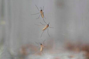 With mosquito-borne illnesses detected in Mass., here’s how to protect yourself