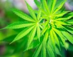 Increased cannabis use in diabetics raises concerns about health risks