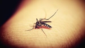 More mosquito samples from several Pittsburgh neighborhoods test positive for West Nile Virus – WPXI