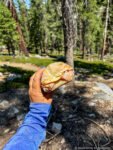 Tahoe Rim Trail – Day 10 – The Trek Tahoe Rim Trail – Day 10 – The Trek