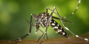 Canton City Public Health warns of an increase in positive West Nile Virus mosquitos