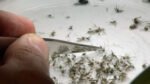 EEE found in mosquitoes in Connecticut for first time this season – NBC Connecticut