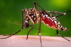 Mosquito samples in Orange County positive for West Nile virus