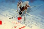 Mosquitoes with West Nile confirmed in all five NYC boroughs: officials Mosquitoes with West Nile confirmed in all five NYC boroughs: officials