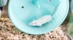 A Molecular Reason Why Exercise Fights Senescence