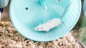 A Molecular Reason Why Exercise Fights Senescence