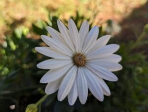 How was the Guru Purnima Experience? Who built the Centre of Mastery?