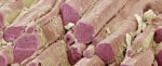 We May Have Found a Target For Treating The Fatigue of Long COVID : ScienceAlert