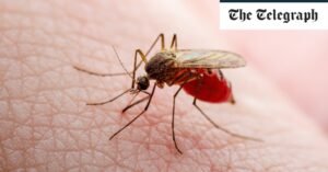 Brazil records world’s first Oropouche virus deaths