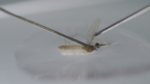 Clear, thorough and gripping: BBC2’s Horizon – The Battle to Beat Malaria