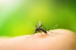 CT reports first positive mosquitoes for EEE virus