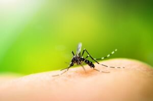 CT reports first positive mosquitoes for EEE virus
