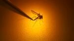 West Nile virus cases spike after 7 Harris County resident infected, 520 mosquito samples test positive