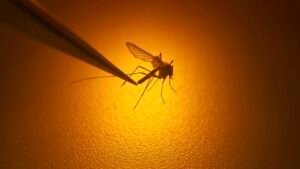 West Nile virus cases spike after 7 Harris County resident infected, 520 mosquito samples test positive