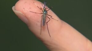 Dallas County: First case of West Nile Virus reported