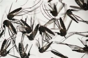 West Nile virus detected in all 5 NYC boroughs: What to know