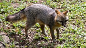 Third rabid fox confirmed in Bath, sparking concerns