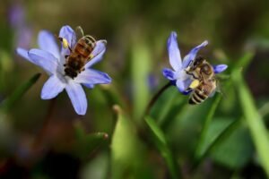 Air pollution harms pollinators more than pests, study finds Air pollution harms pollinators more than pests, study finds