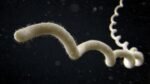 New Zealand study shows mice silently spread leptospirosis