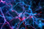 Infection Brain Inflammation Triggers Muscle Weakness