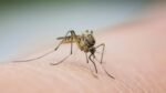 West Nile virus detected in Canyon County mosquito pools