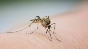 West Nile virus detected in Canyon County mosquito pools West Nile virus detected in Canyon County mosquito pools