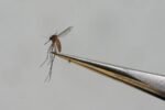 Mosquitoes collected in Canterbury test positive for EEE virus
