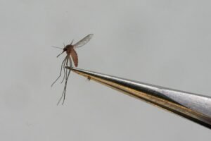 Mosquitoes collected in Canterbury test positive for EEE virus