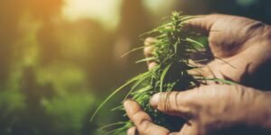 New research sheds light on cannabinoids’ impact on anxiety during alcohol withdrawal