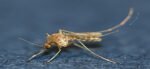 Korea issues national Japanese encephalitis alert, advises bug spray
