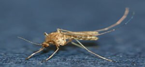 Korea issues national Japanese encephalitis alert, advises bug spray