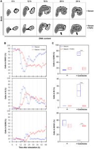Combination drug strategy produces promising results by hyperactivating oncogenic signaling