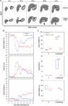 Combination drug strategy produces promising results by hyperactivating oncogenic signaling Combination drug strategy produces promising results by hyperactivating oncogenic signaling