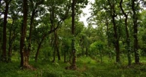 Amid AYUSH demand, focus on saving biological resource