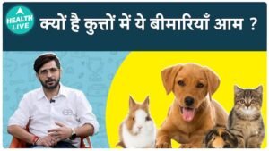 Pet Talks | Common Canine Diseases: Causes and Prevention Tips for Dog Owners