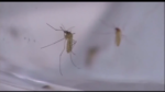 Two horses in Southern Nevada die after contracting West Nile virus