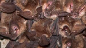 Bats found in Colorado county test positive for rabies Bats found in Colorado county test positive for rabies