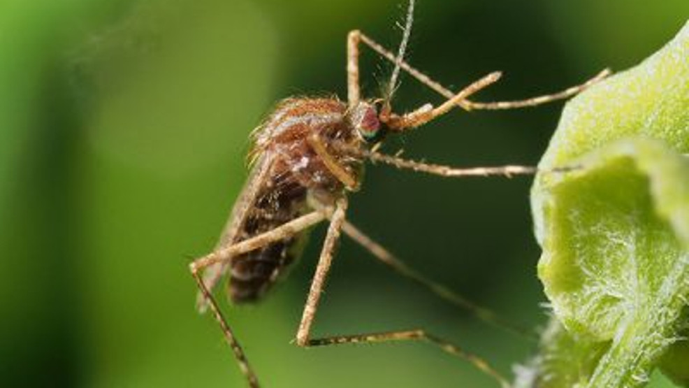 West Nile virus detected in southwest Ottawa County, health officials say