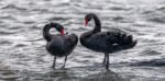 Lethal bird flu could decimate Oceania’s birds. From vigilance to vaccines, here’s what we’re doing to prepare Lethal bird flu could decimate Oceania’s birds. From vigilance to vaccines, here’s what we’re doing to prepare