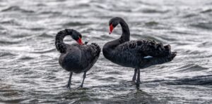 Lethal bird flu could decimate Oceania’s birds. From vigilance to vaccines, here’s what we’re doing to prepare Lethal bird flu could decimate Oceania’s birds. From vigilance to vaccines, here’s what we’re doing to prepare