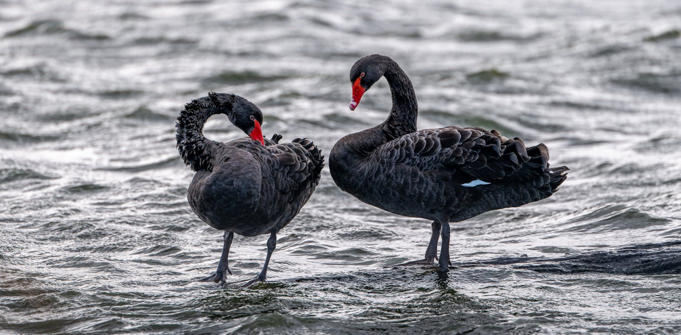 Lethal bird flu could decimate Oceania’s birds. From vigilance to vaccines, here’s what we’re doing to prepare