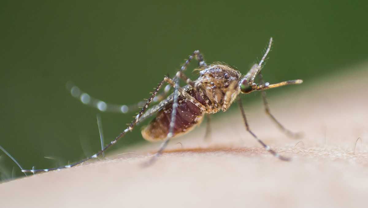 West Nile detected in Pittsburgh mosquito samples