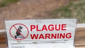 Plague is among the deadliest bacterial infections in human history. Cases still happen today