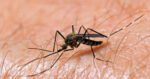 West Nile Virus survivor shares traumatic experience as more cases reported in North Texas