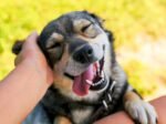 Dogs affected by the smell of human stress, study finds Dogs affected by the smell of human stress, study finds
