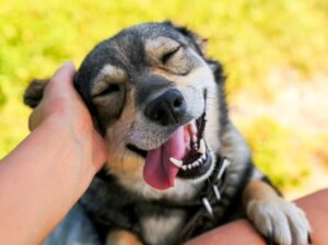 Dogs affected by the smell of human stress, study finds Dogs affected by the smell of human stress, study finds