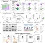 Knockout of CD5 on CAR T cells shown to boost anti-tumor efficacy