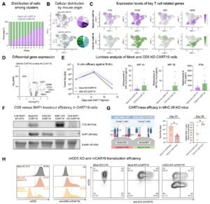 Knockout of CD5 on CAR T cells shown to boost anti-tumor efficacy