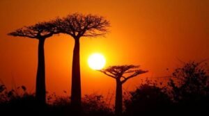 10 ways trees can aid in improving fitness